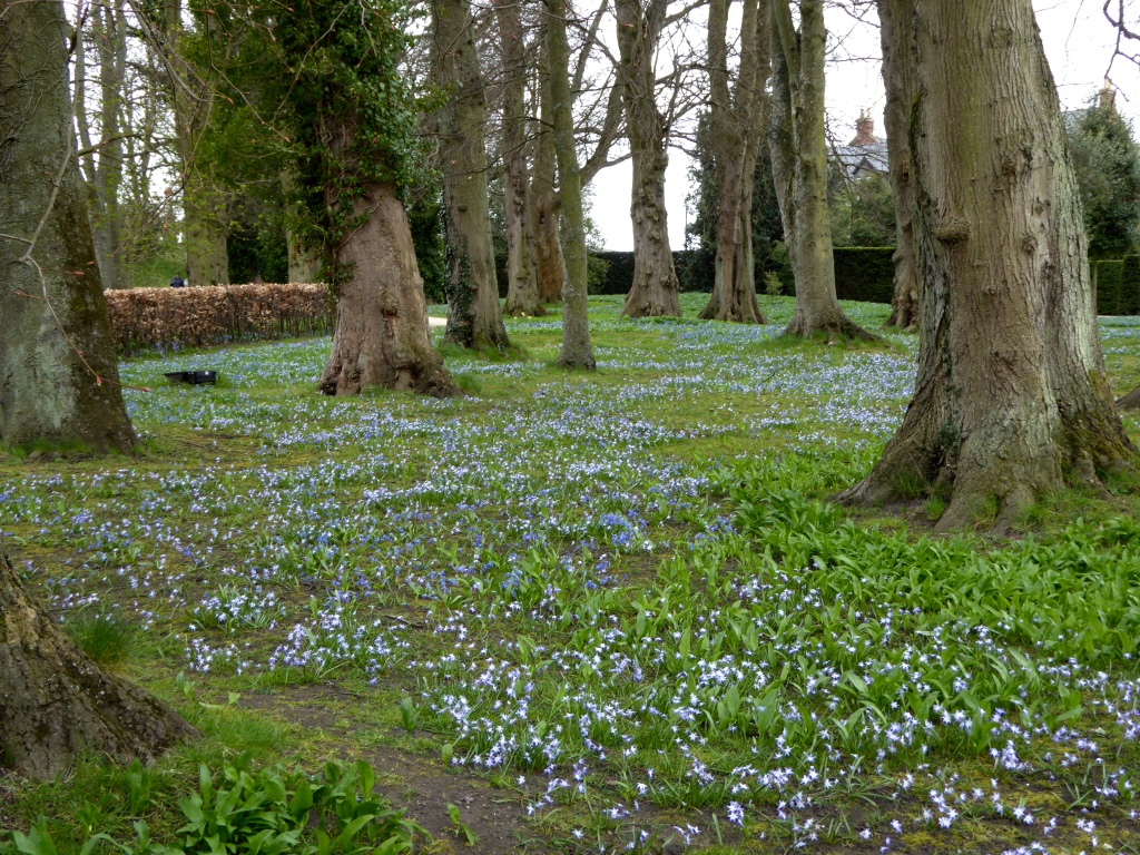 Bluebell Wood