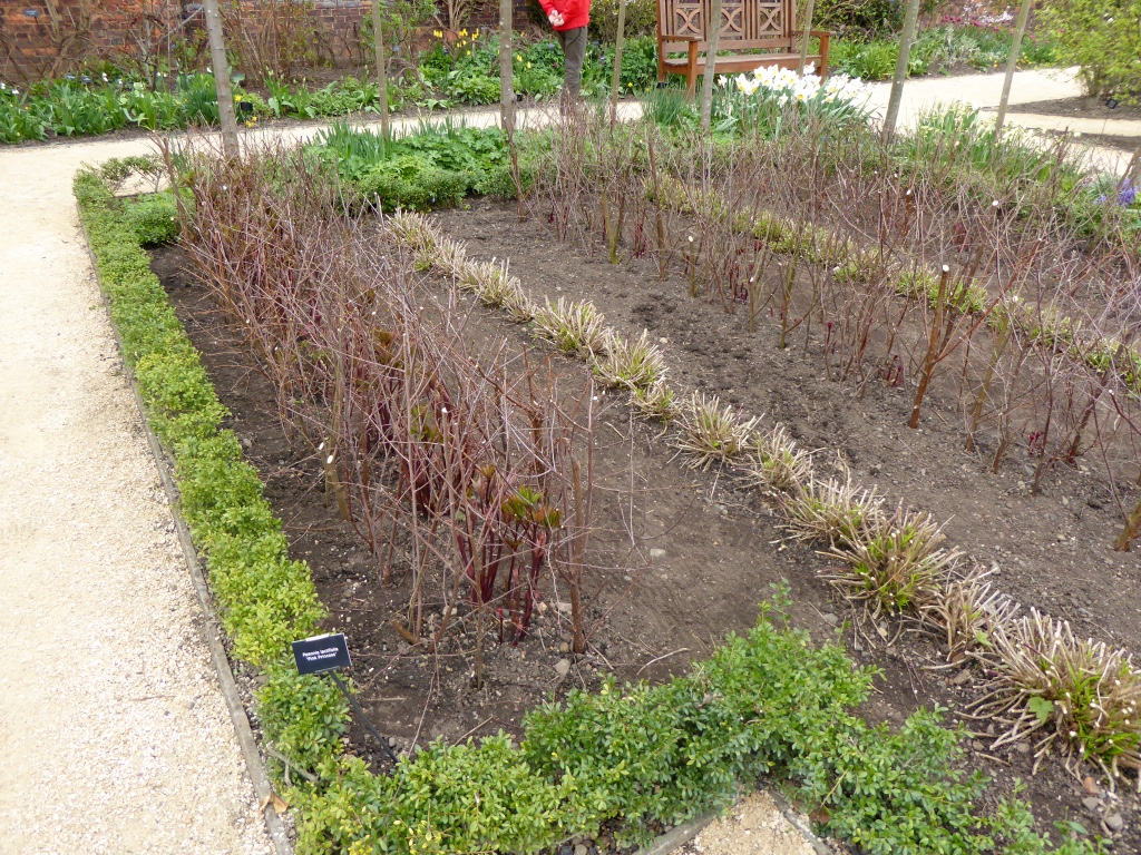 Beech cuttings used for support