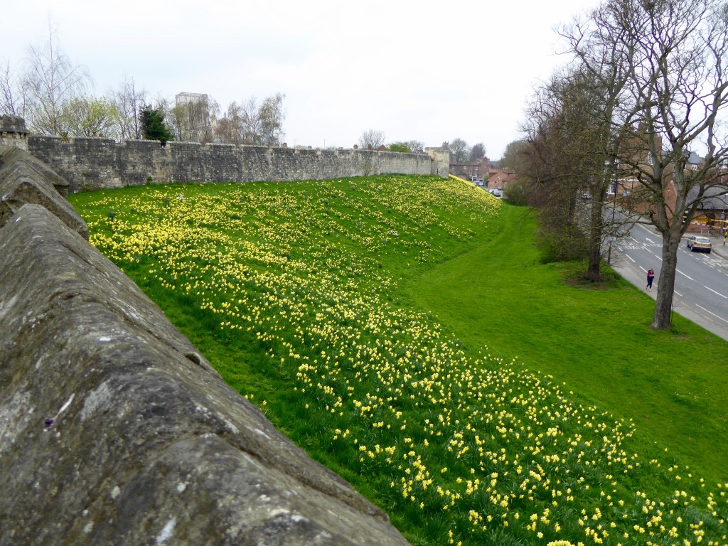 Looking back on the wall with daffodils