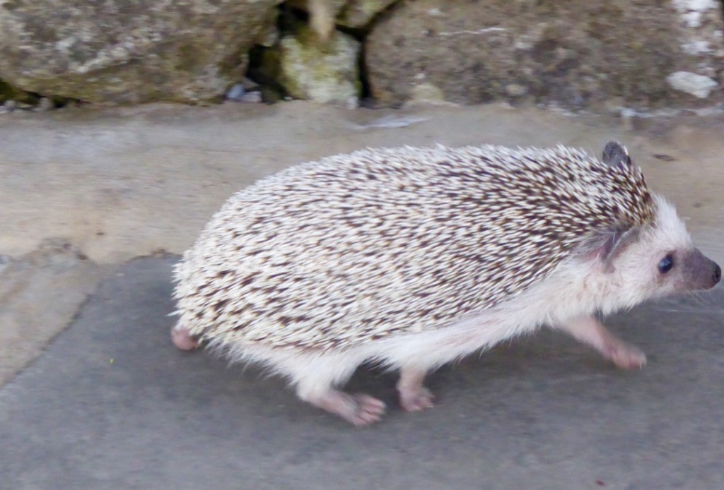 Walking the hedgehog