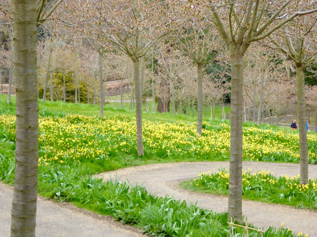 Cherry Walk looking down