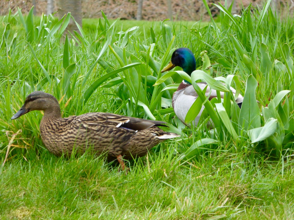 Ducks in Cherry Walk