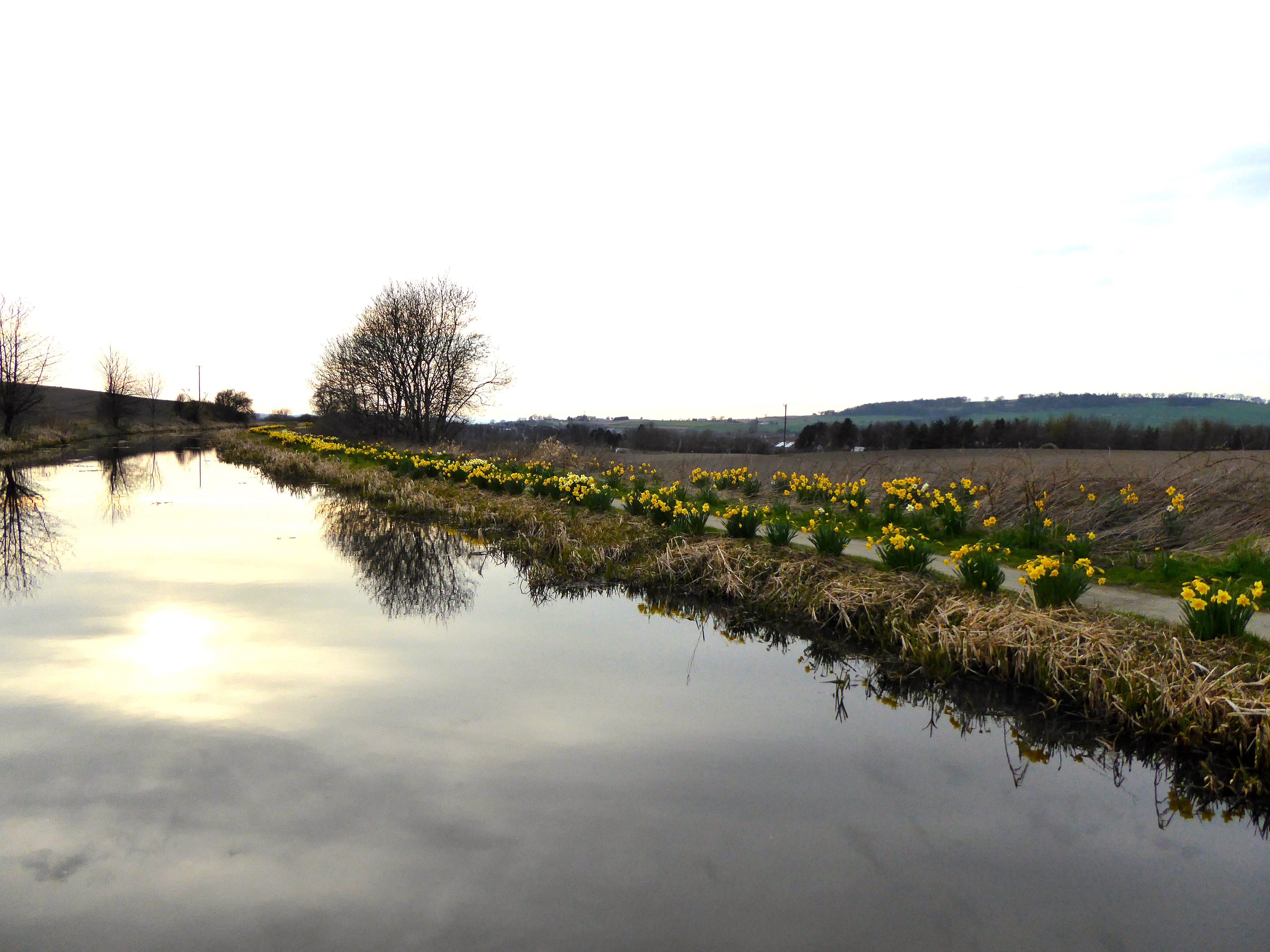 Daffodils, jonquils and primroses