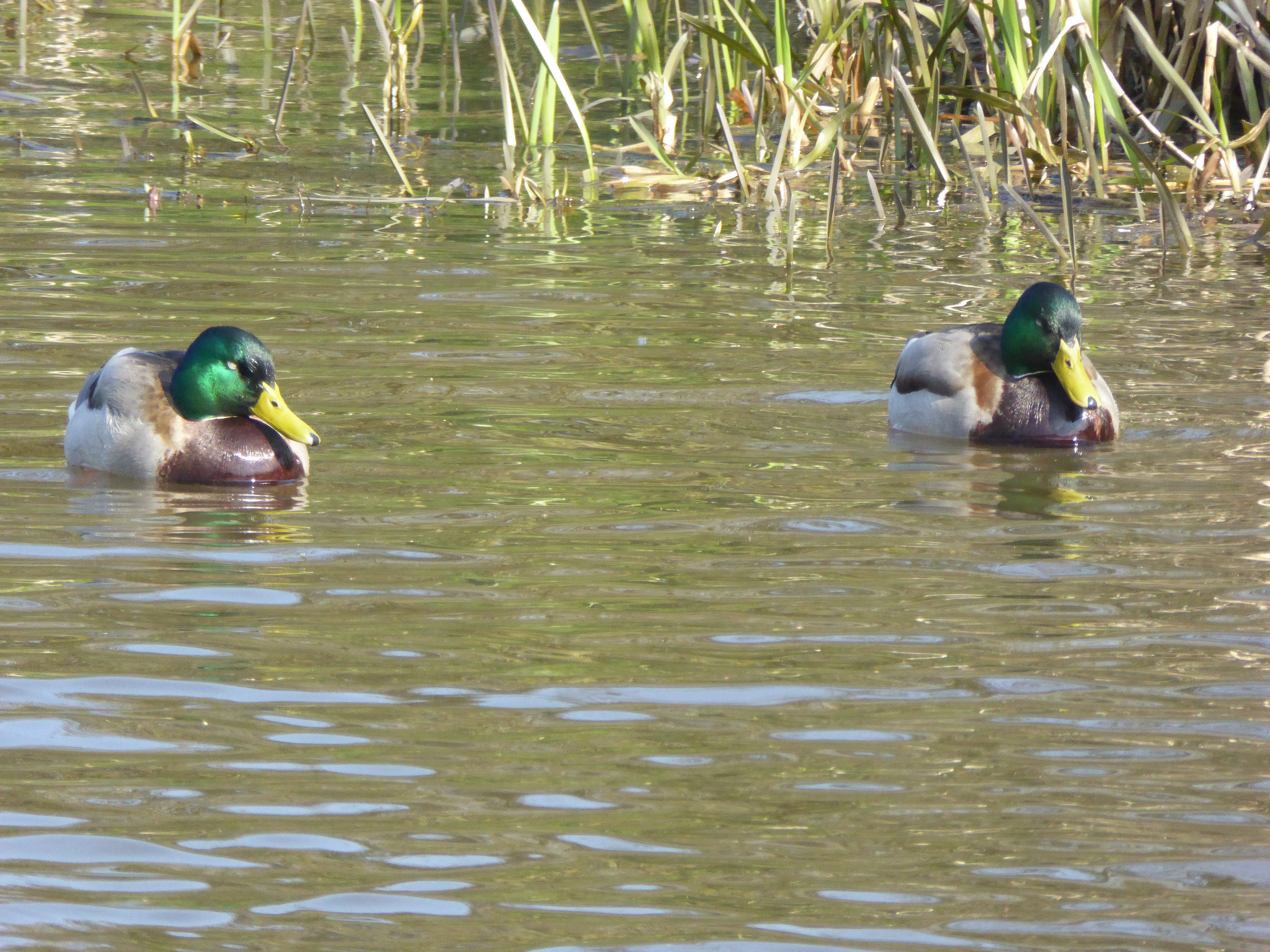 Some of the numerous ducks on the canal