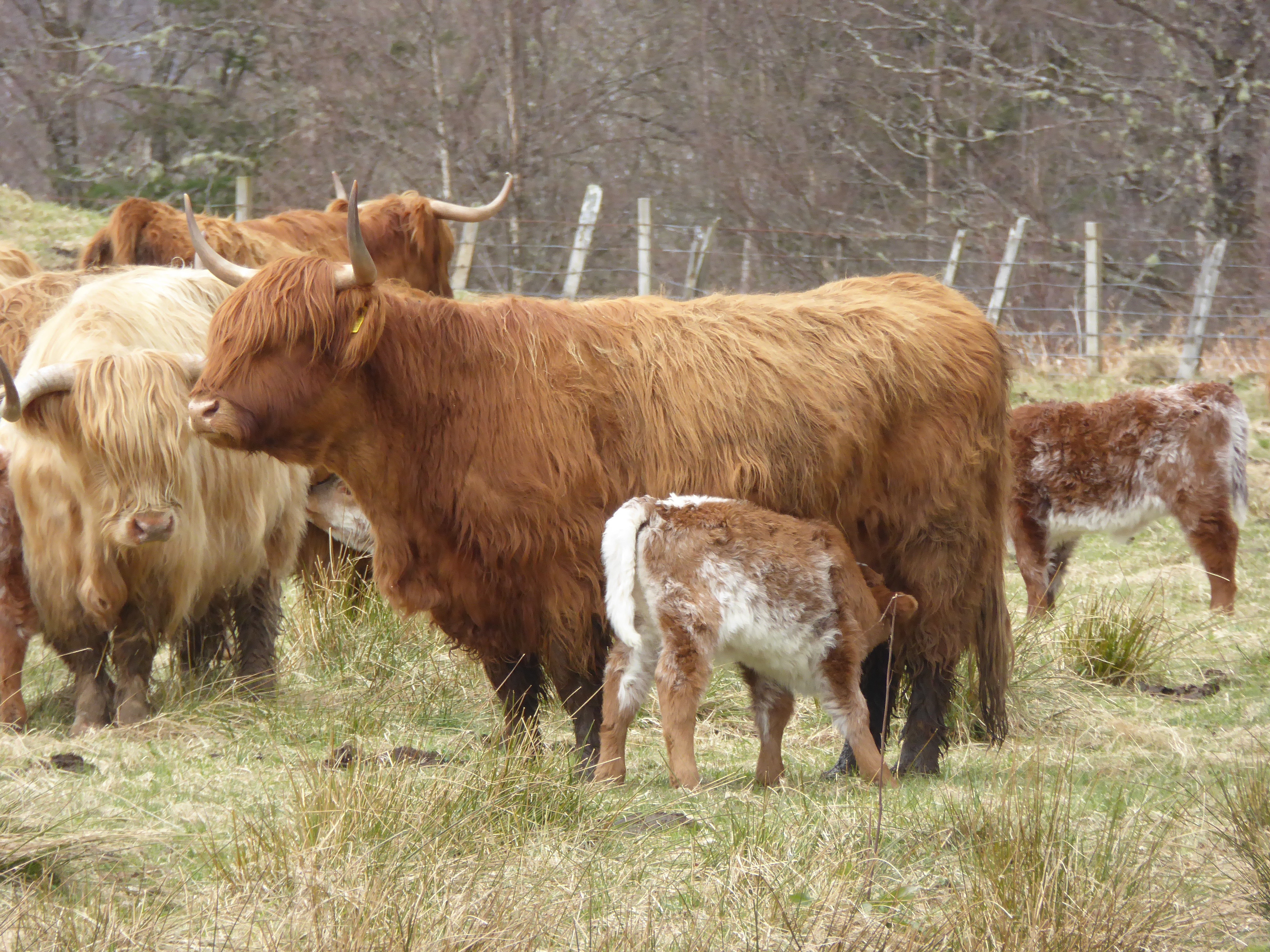 Is this Morag?  No, just a cow we came across on the way