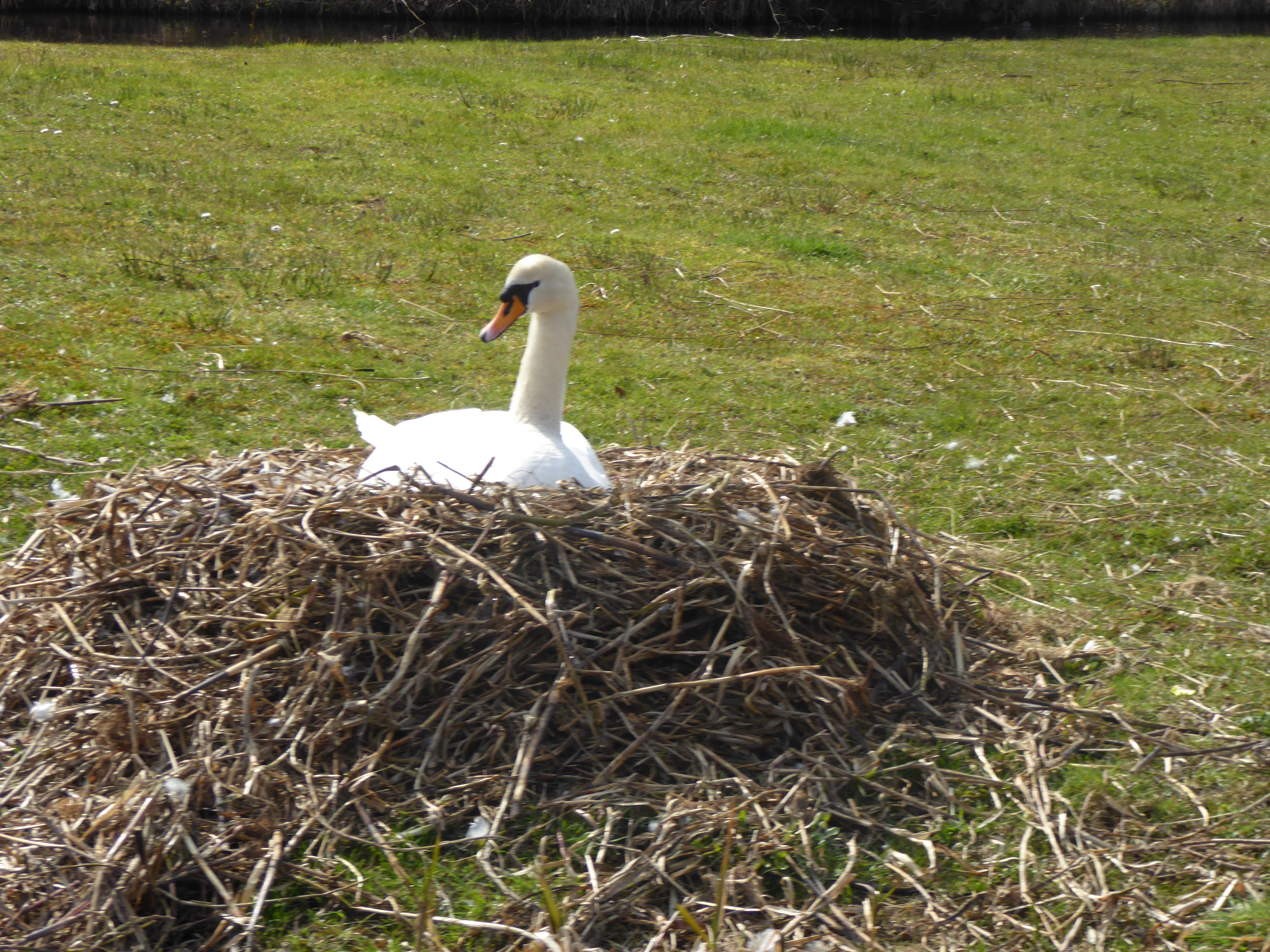 Nesting swan