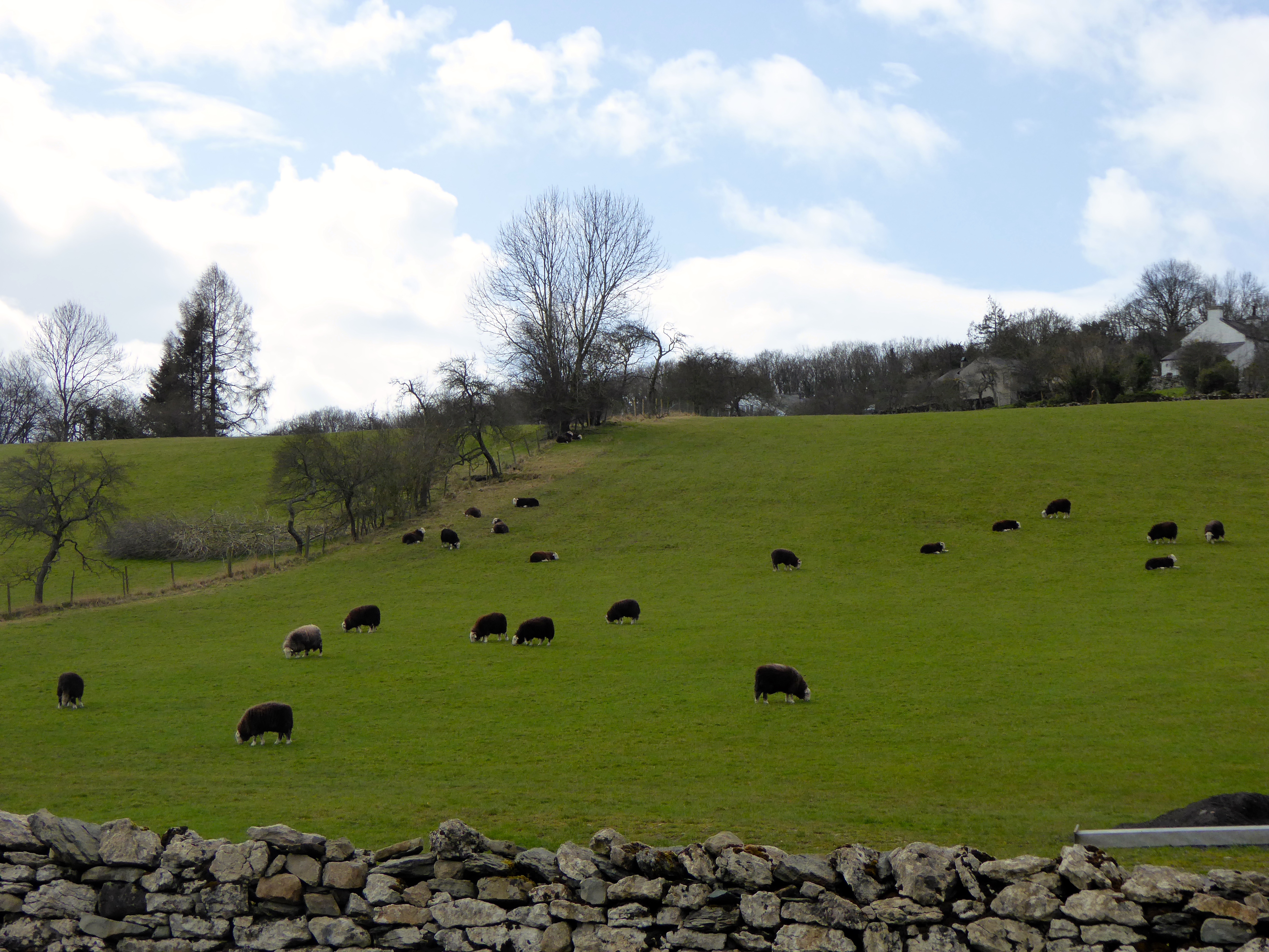 Black sheep in fields