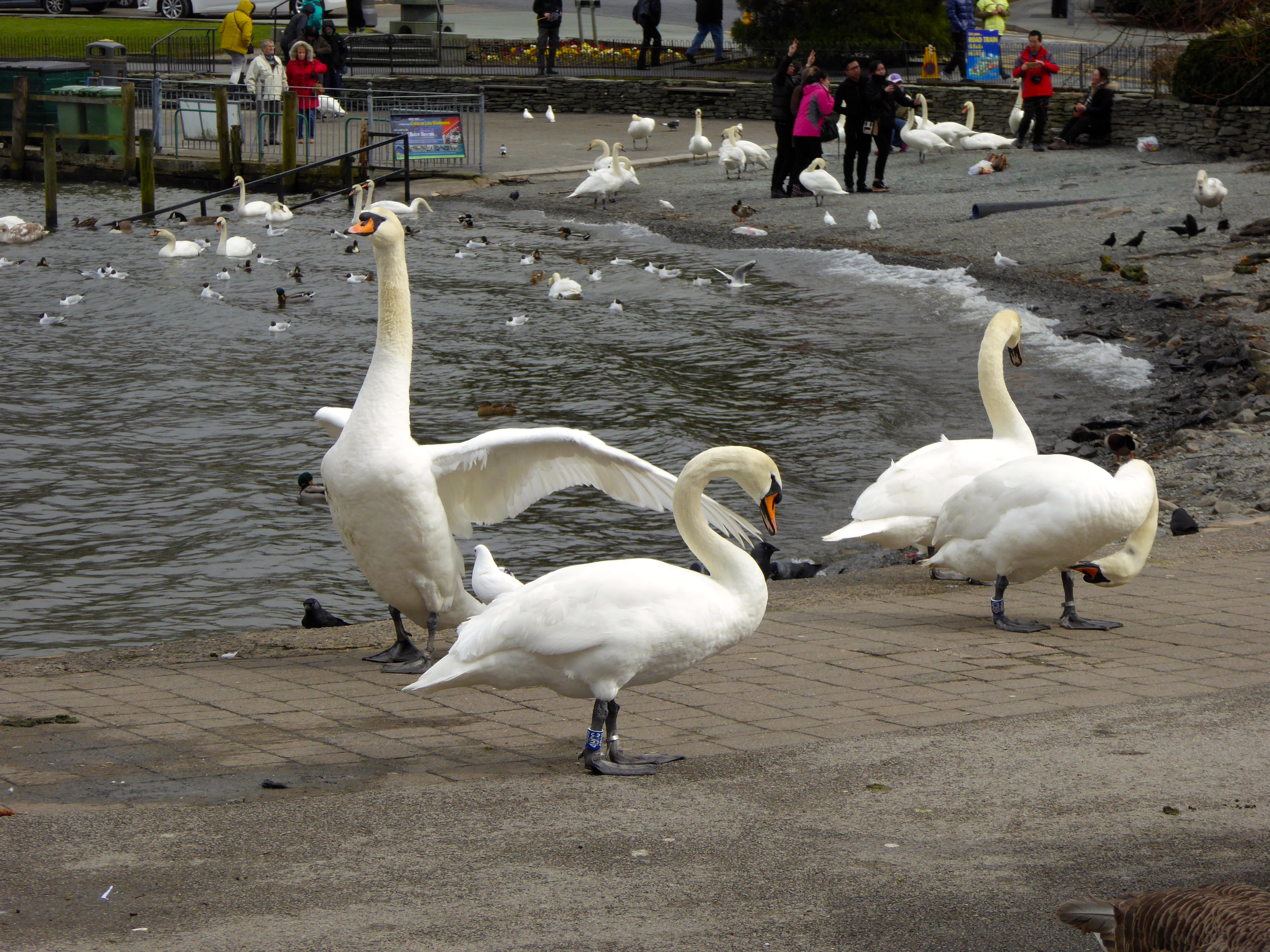 Swans coming in for a feed