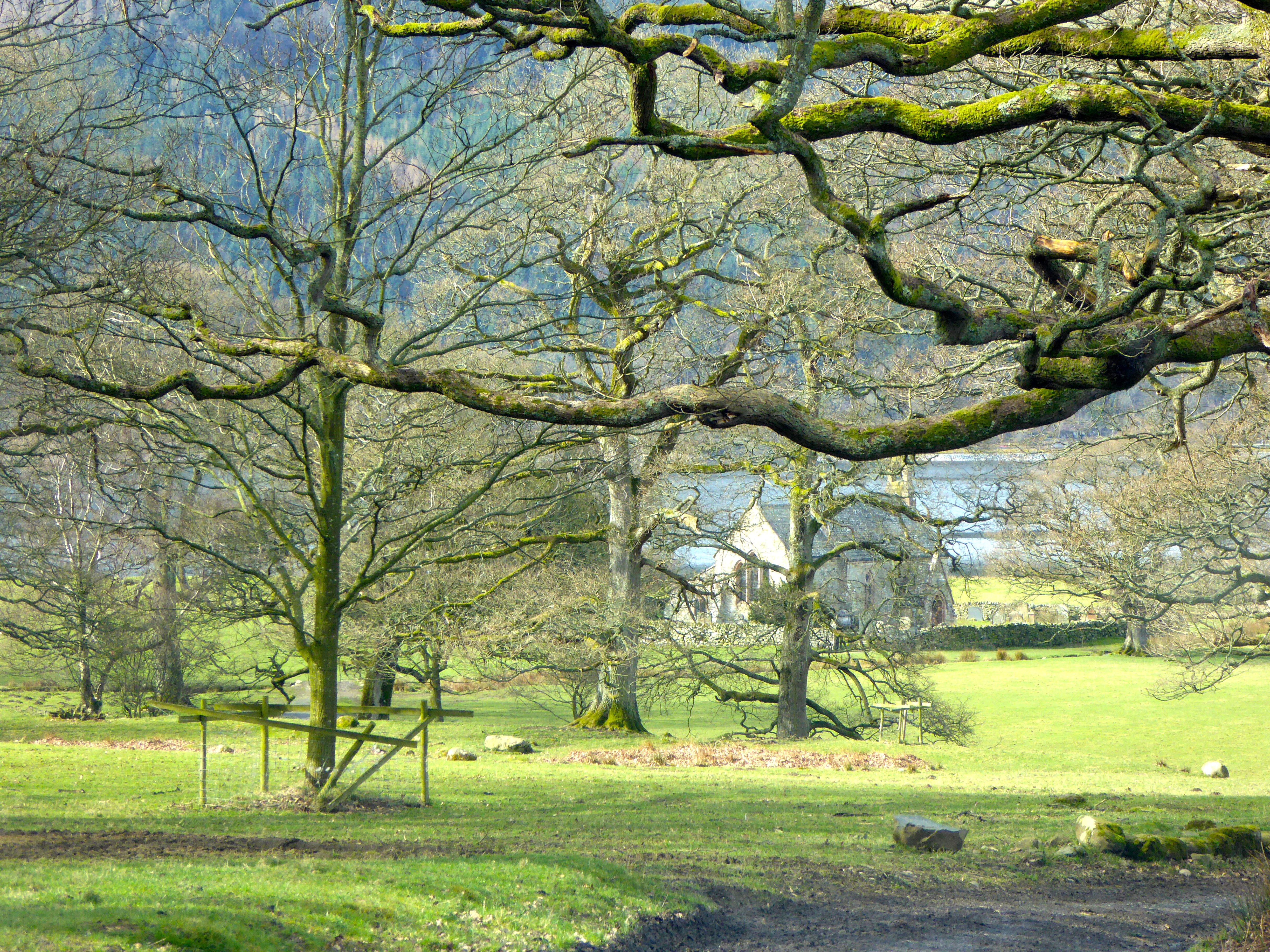 St Bega through the trees with Lake Bassenthwaite behind