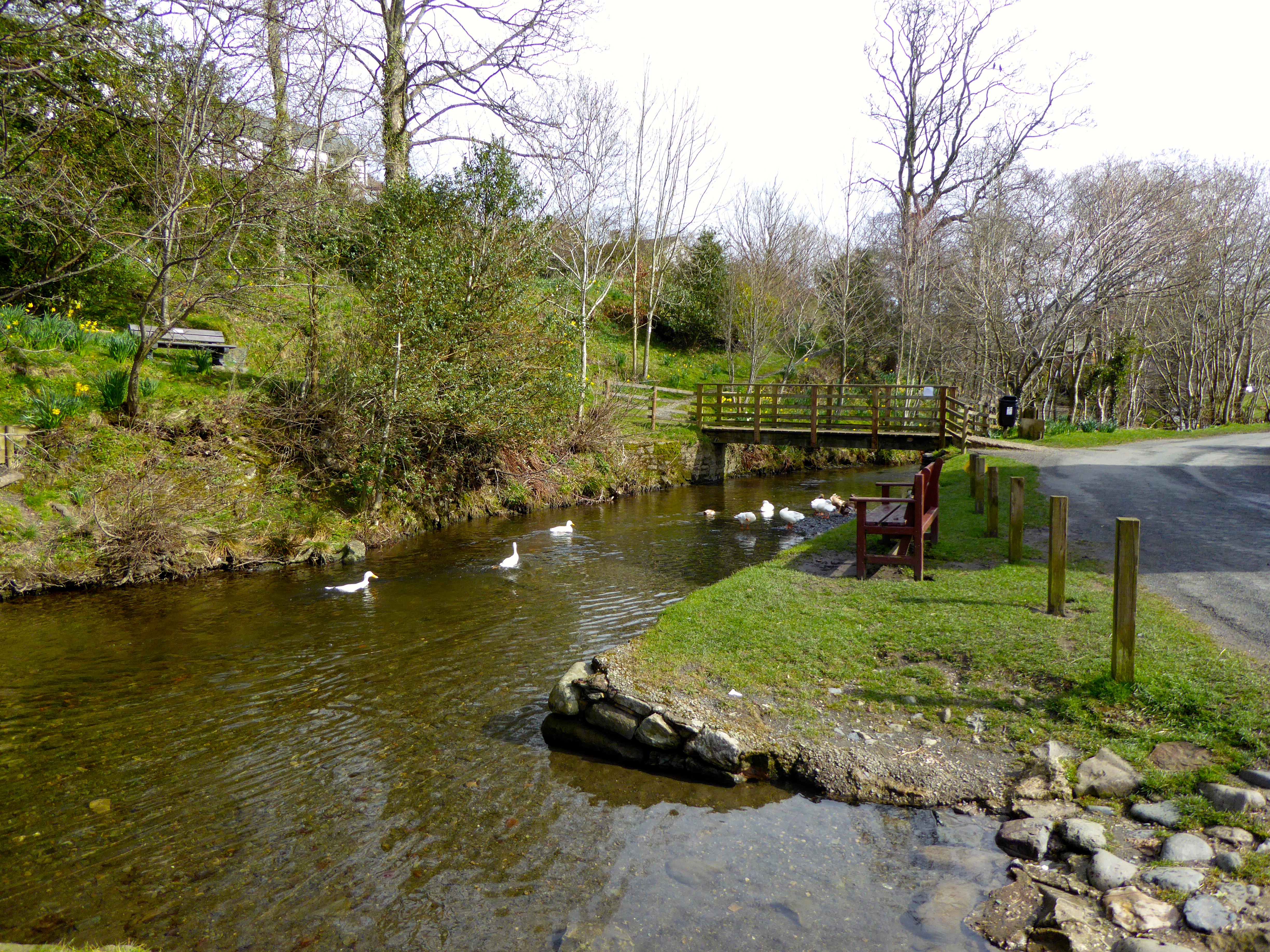 Ducks at stream through Bassenthwaite