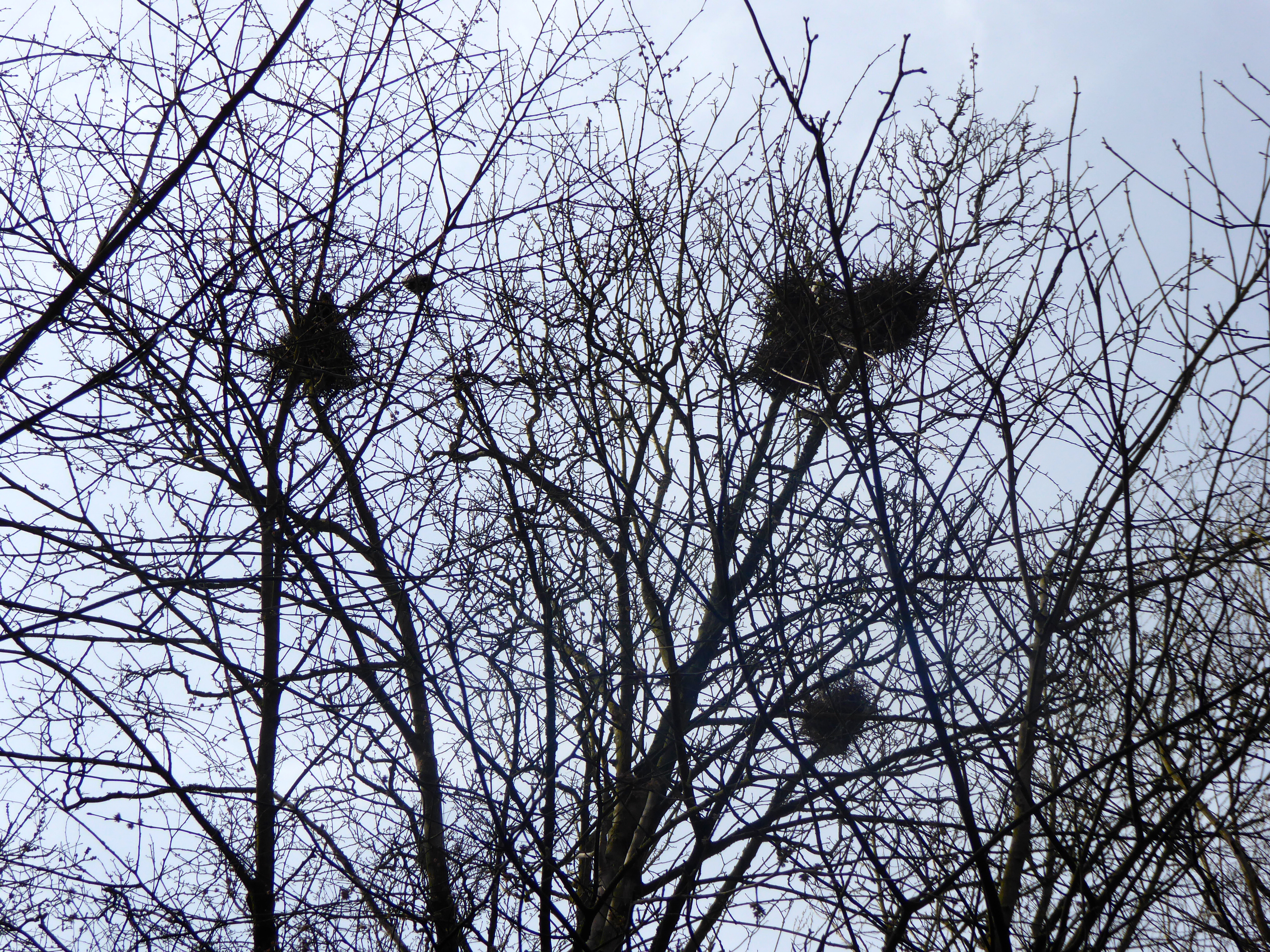 Rook's nests