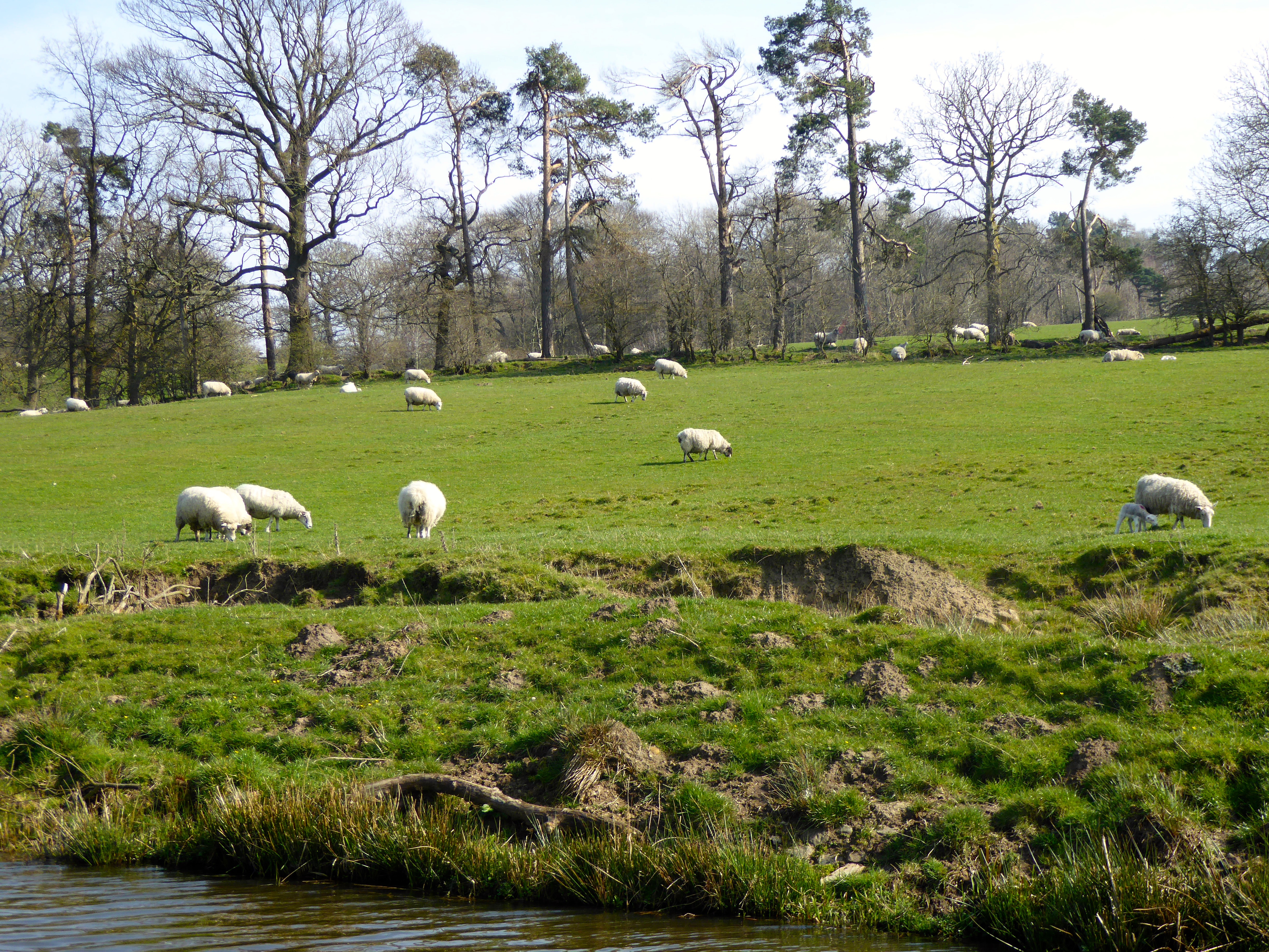 Sheep and lambs outside our window.  Very noisy as they keep losing each other