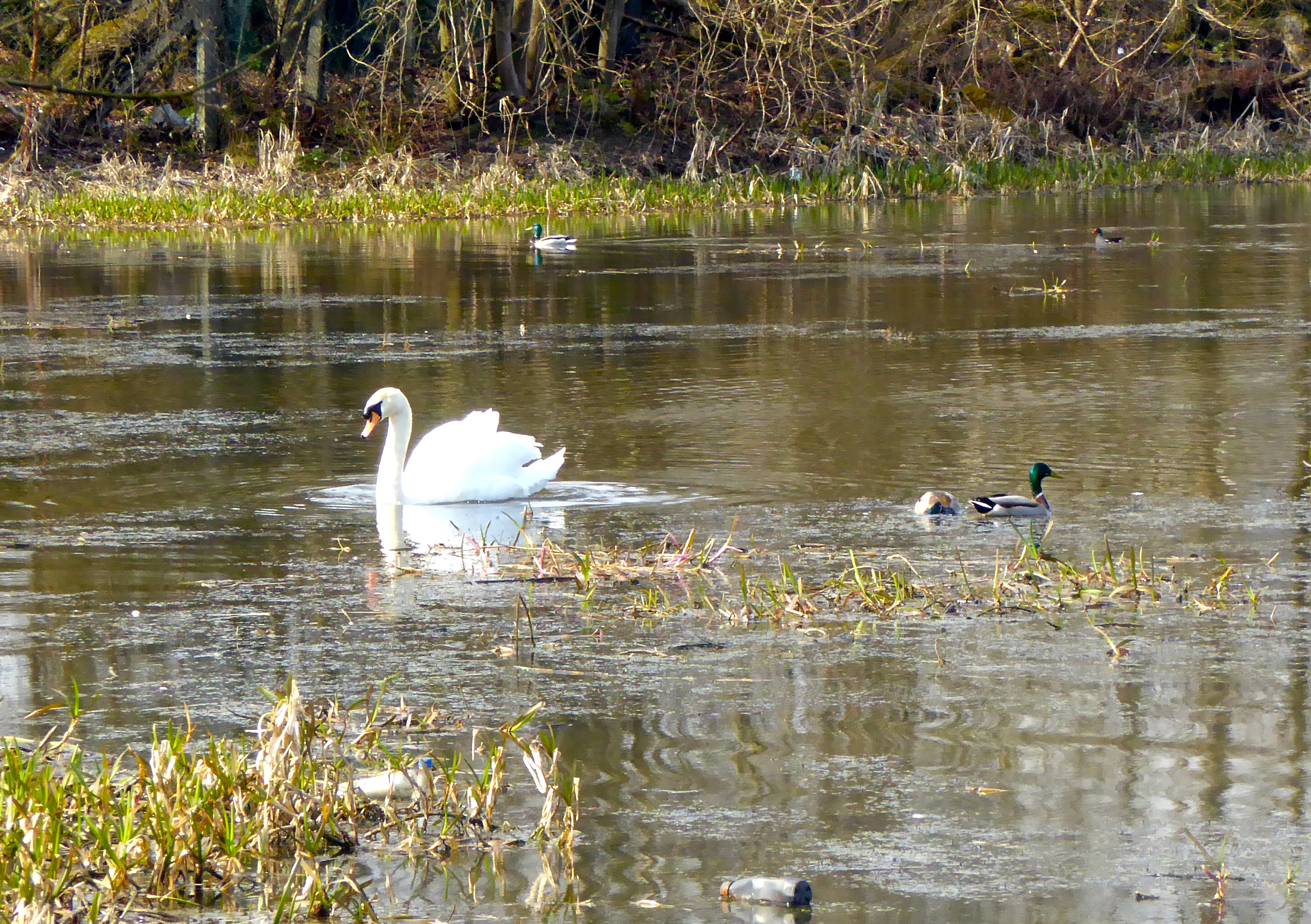 Swan and ducks