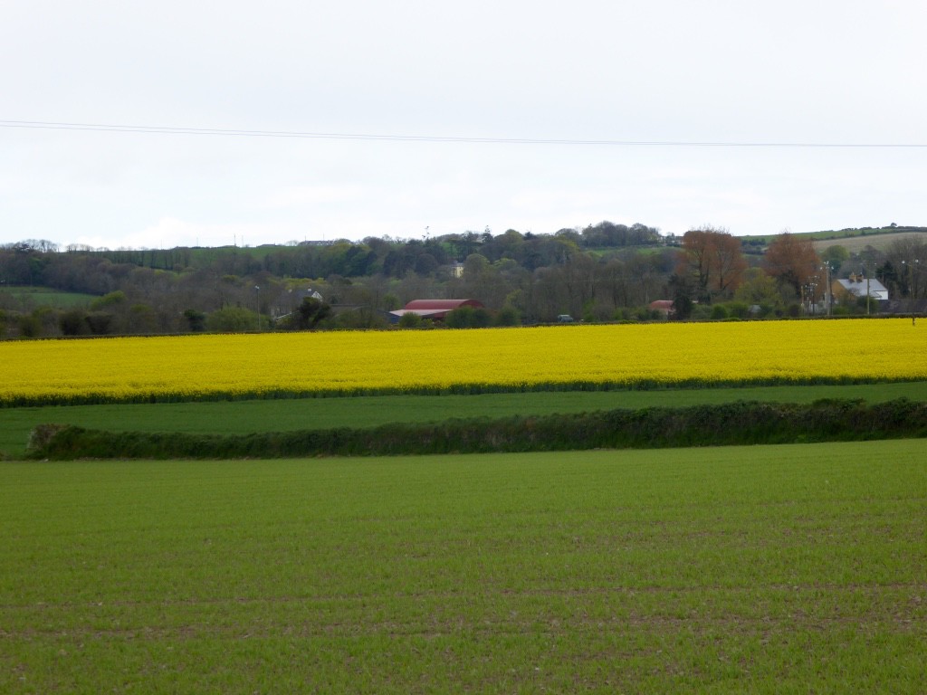 Just loved the vivid yellow of the sorghum with the green!