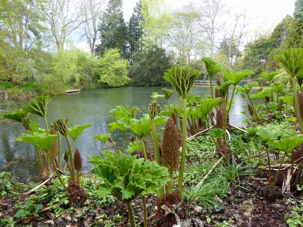 14 gunnera pond