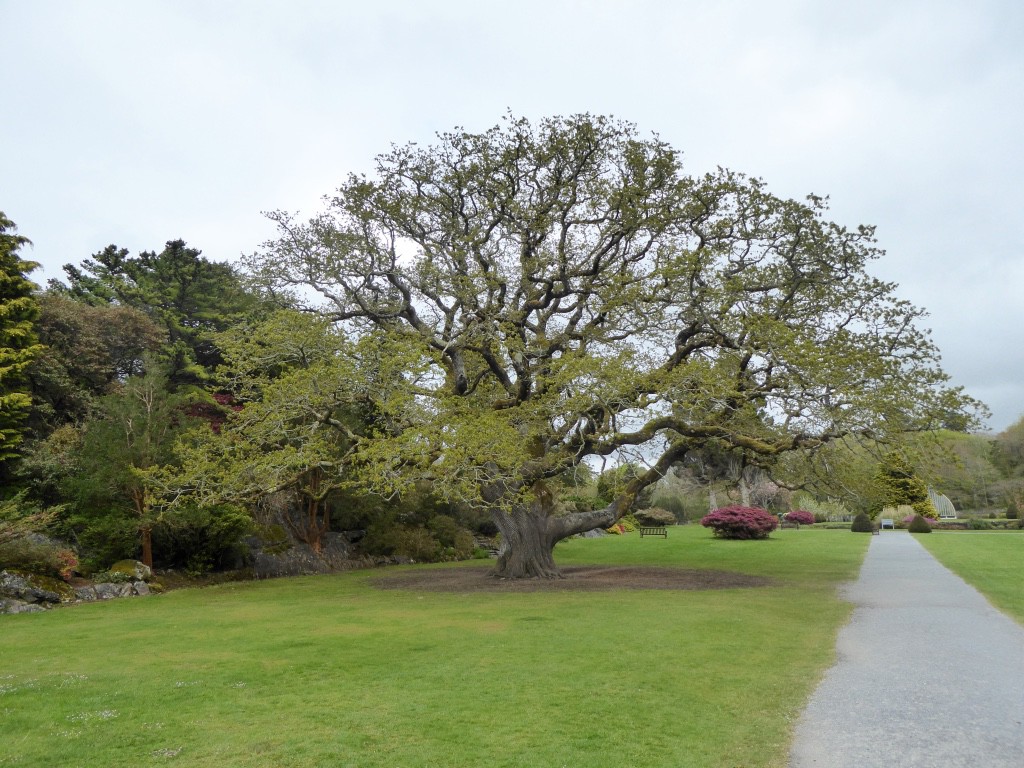 Wonderful old trees