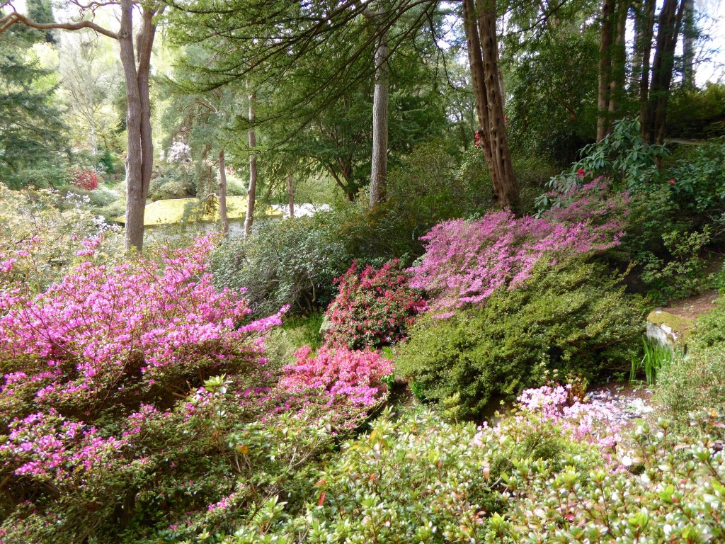 20 walls of azaleas and rhodos