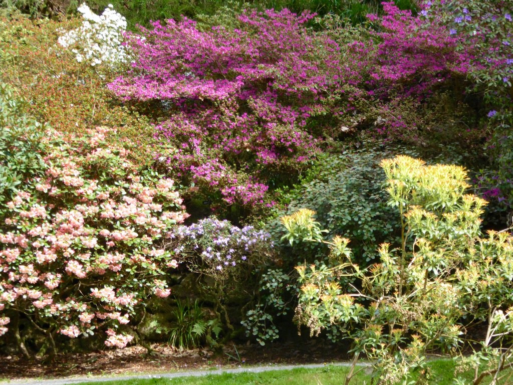 Walls of azaleas and rhododendrons