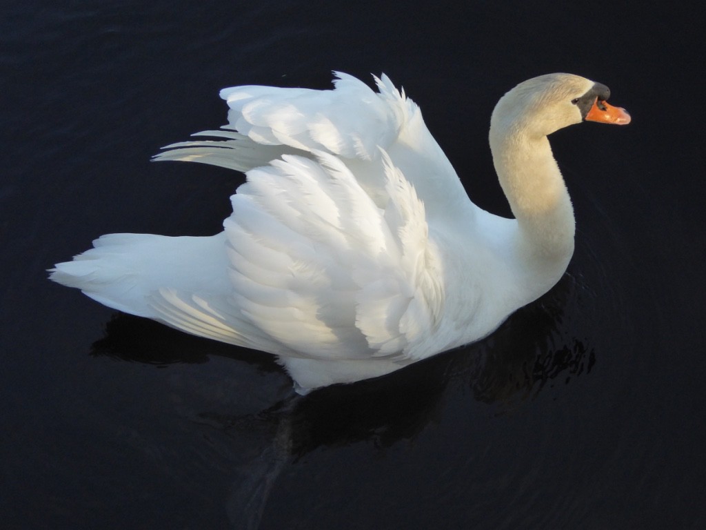 Resident swan in full plumage.  The same pair have been there for many years producing young every year