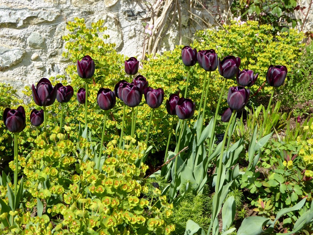 30 tulips