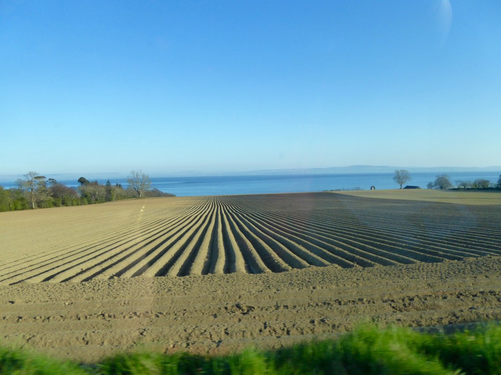 Potato fields ready for planting