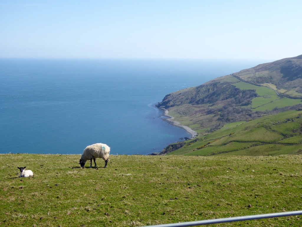 What a view for a new lamb