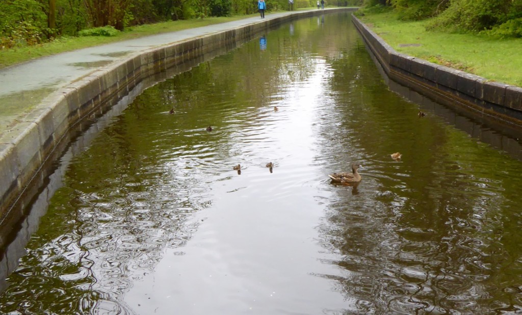 Duck attack.  Spread out across the canal snaffling everything in sight