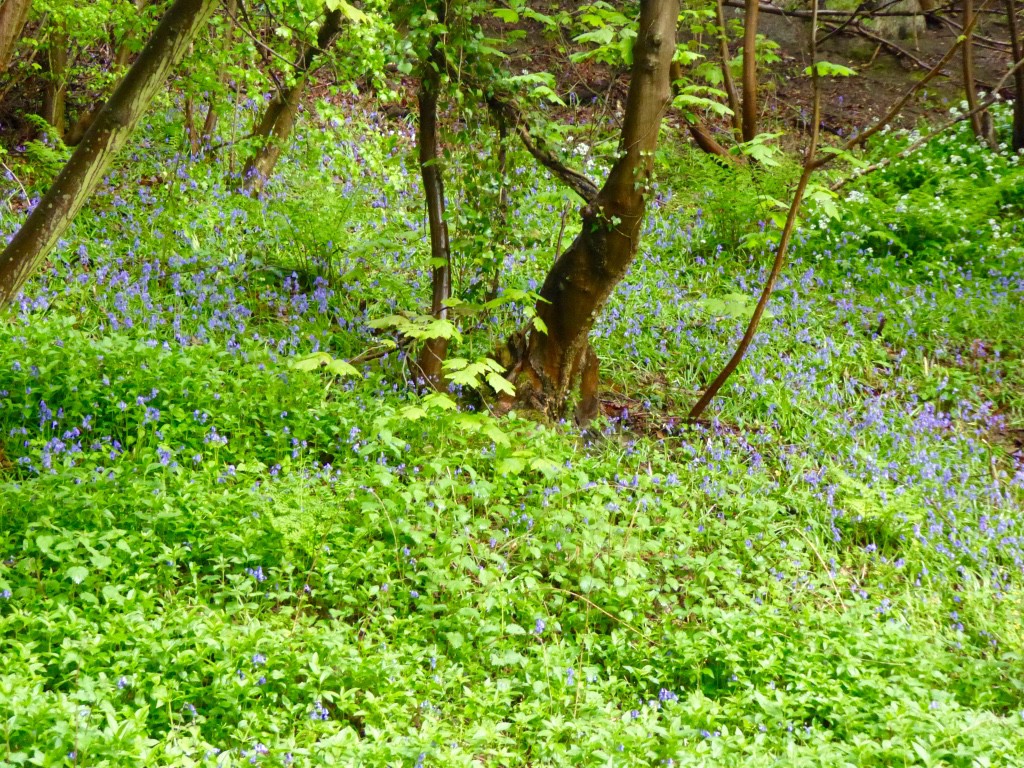 bluebells