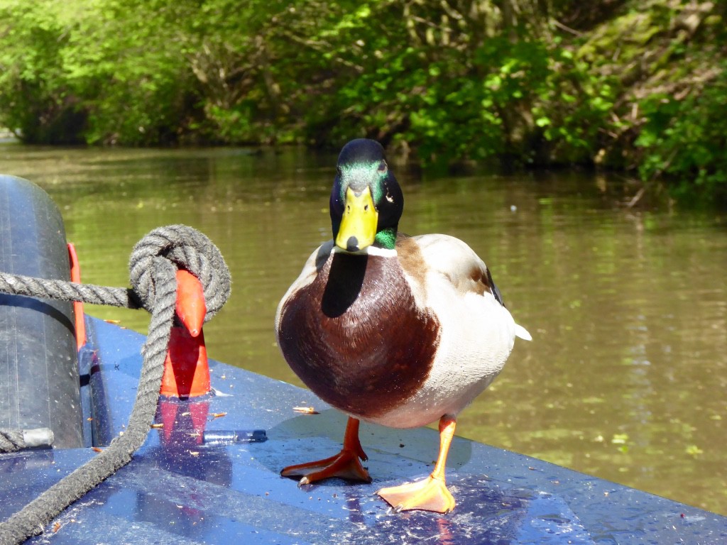 feed ducks