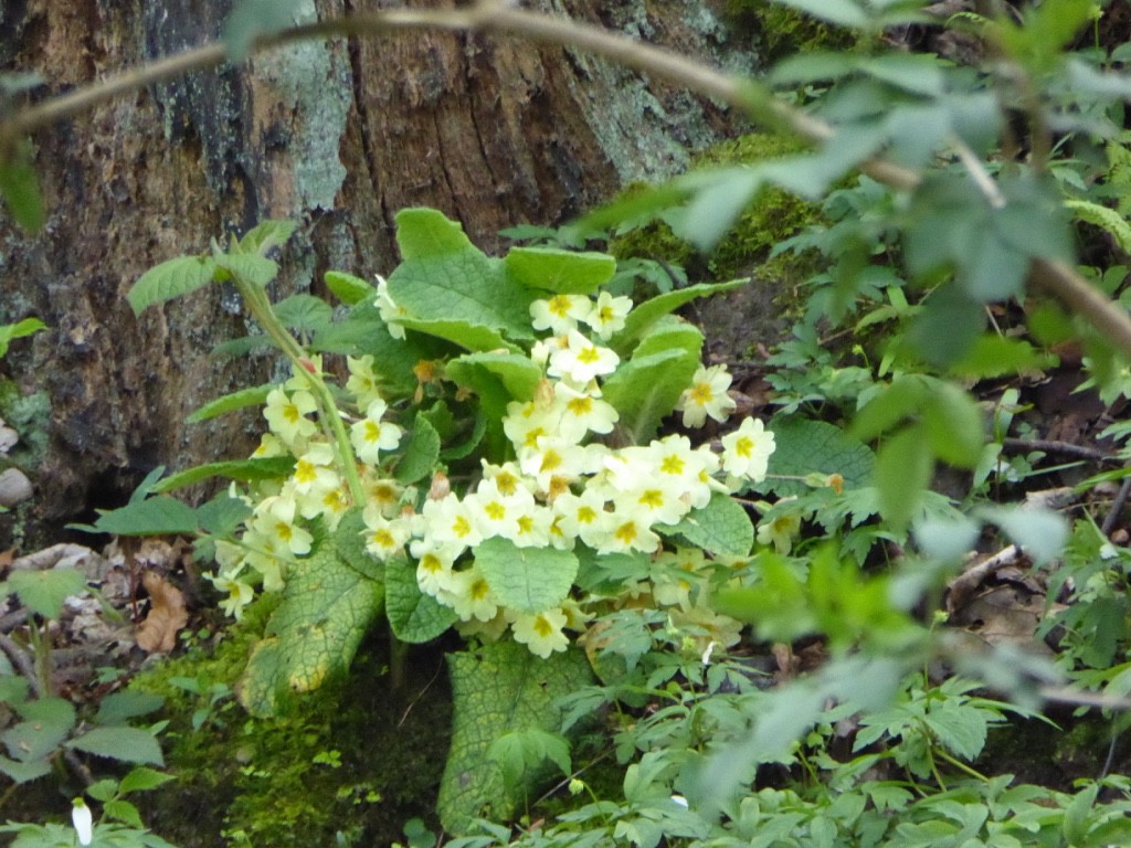 Primroses and bluebells everywhere