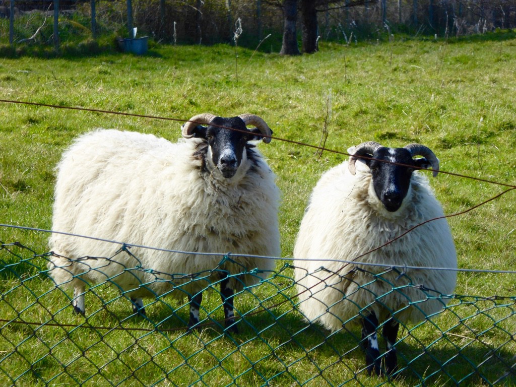 My favourite sheep.  I love their spotted legs - very cute on the lambs