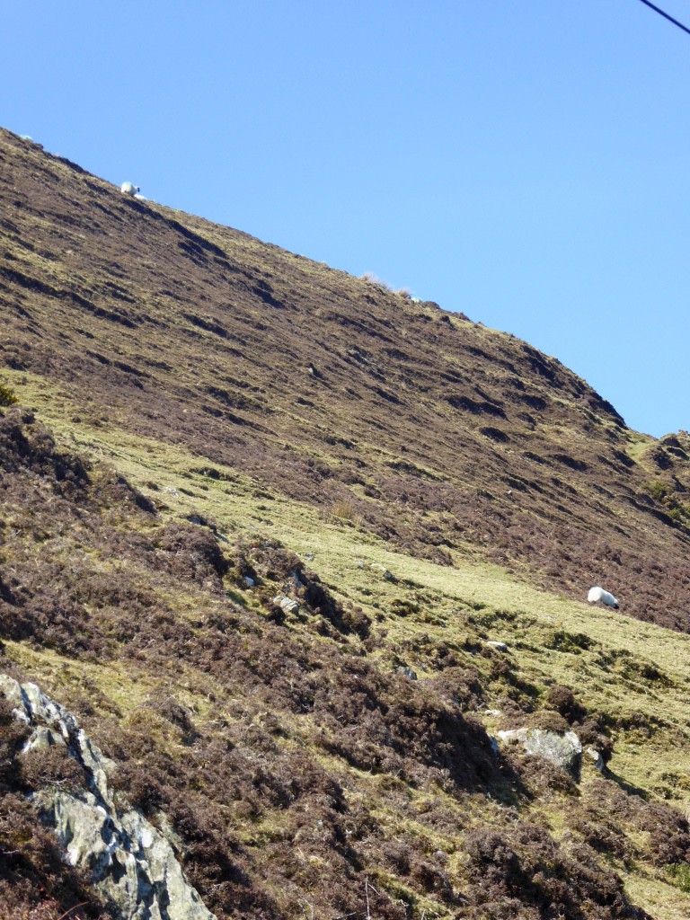 Sheep crossed with mountain goat?