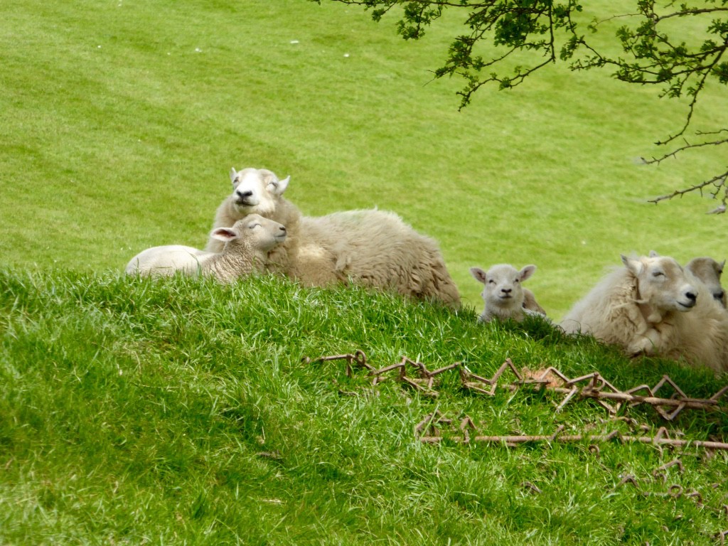 Snoozing in the sun