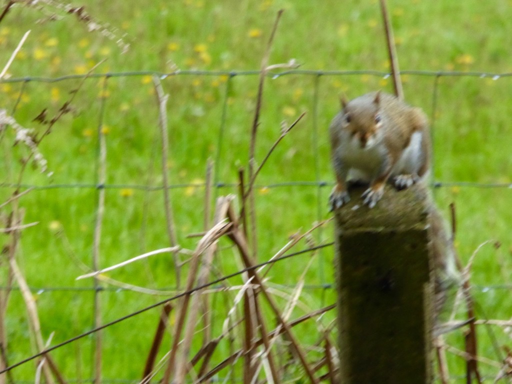 Curious squirrel