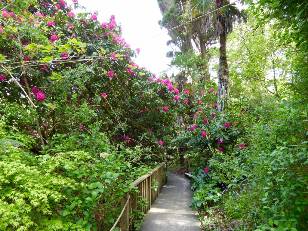 Giant rhododendrons everywhere