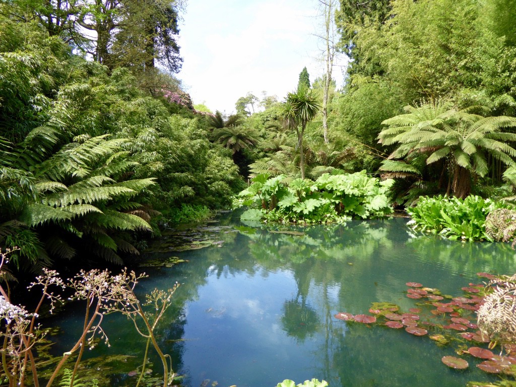 The tropical pond and tree ferns