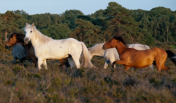 Ponies of the New Forest