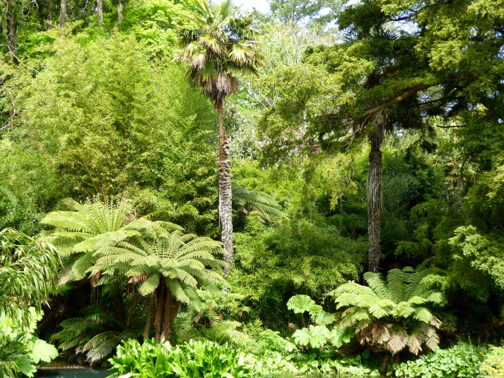 A tropical oasis of palms and tree ferns