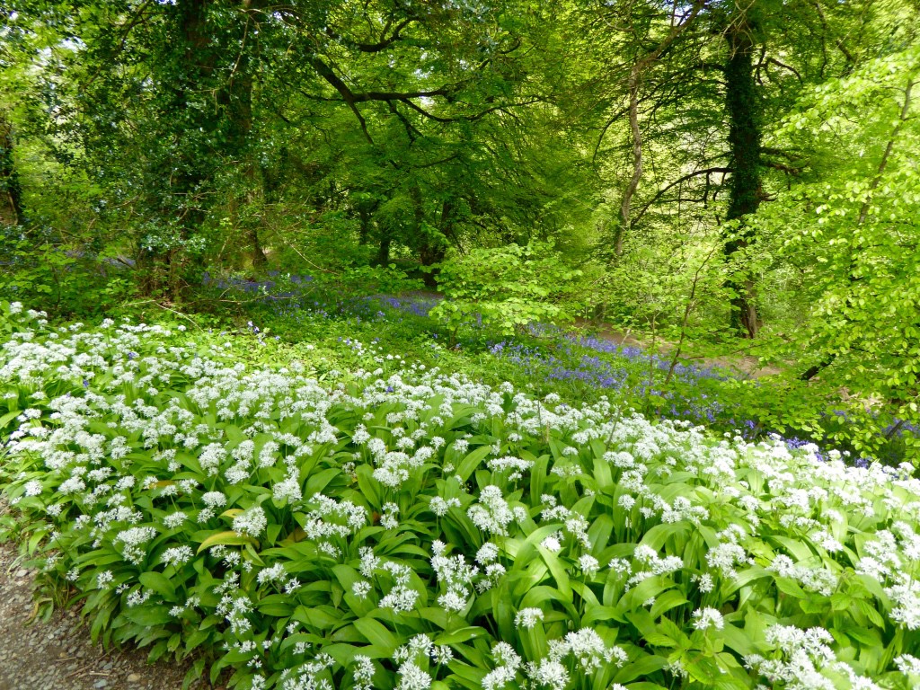 Side by side with drifts of English flowers