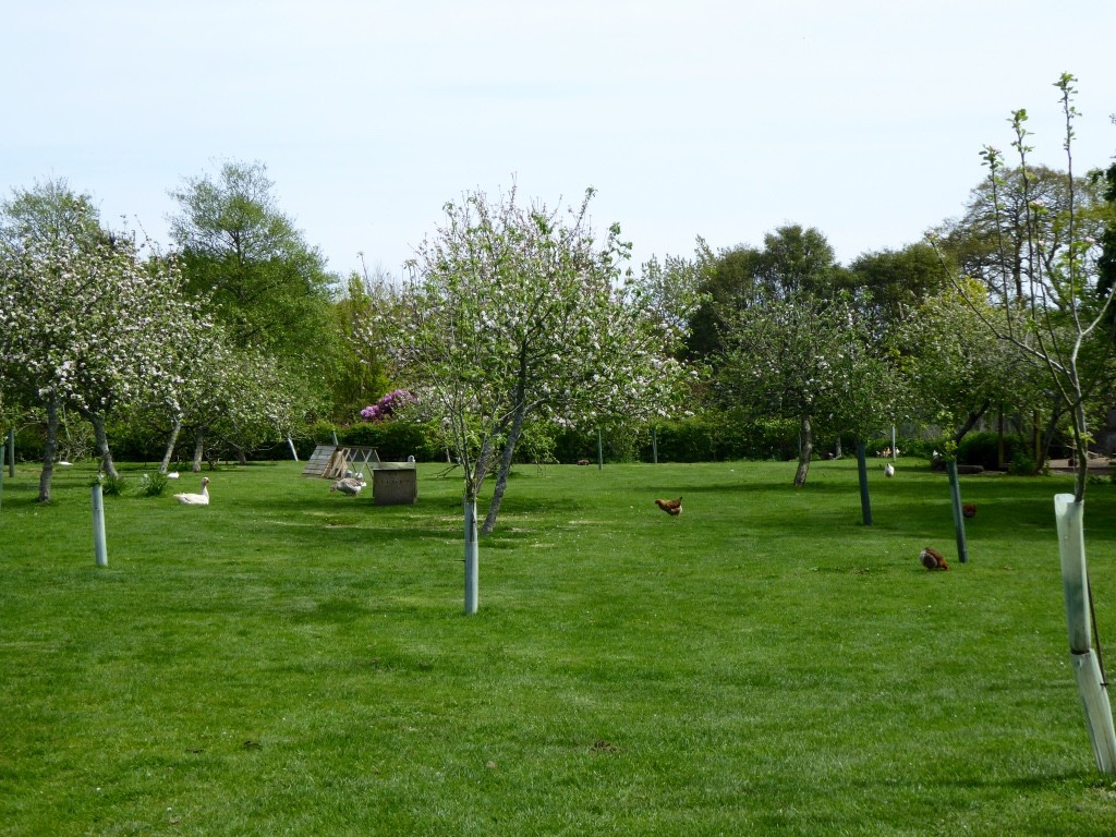 Orchard with free range chooks, ducks and geese