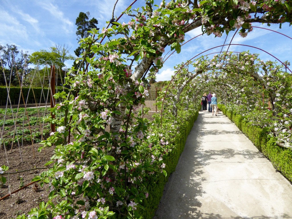 The vegetable garden with it's pleached apple walkways