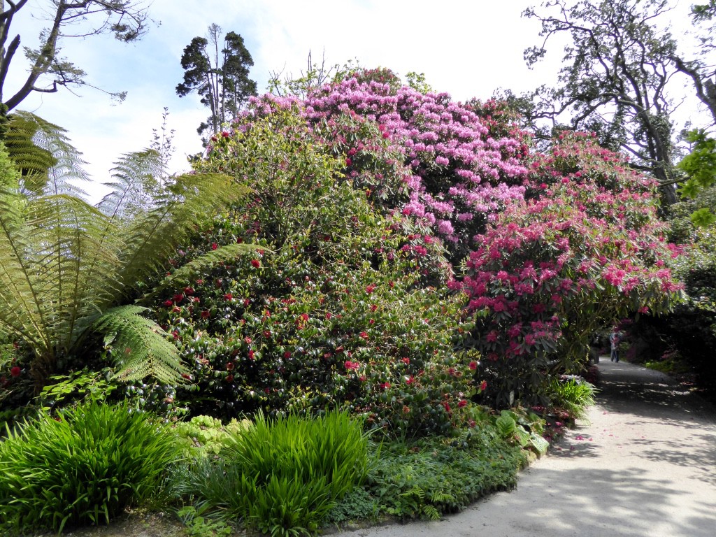 The magnificent rhododendrons of the Lost Garden