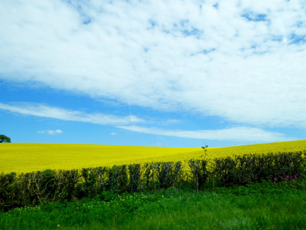 On the way to Lyme Regis - fields of canola