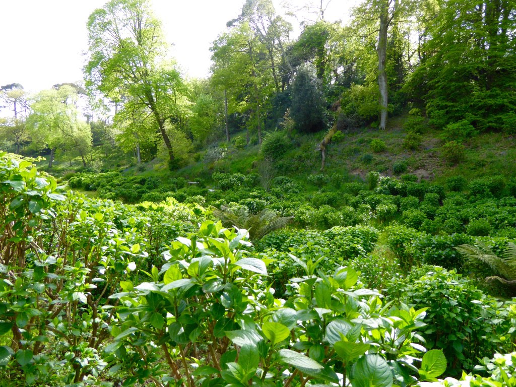 The valley of hydrangeas - I'm definitely coming back in summer