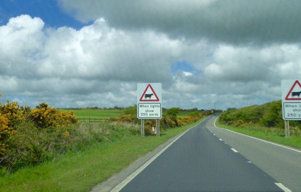 - cows crossing.  Yes they do have their own set of lights!