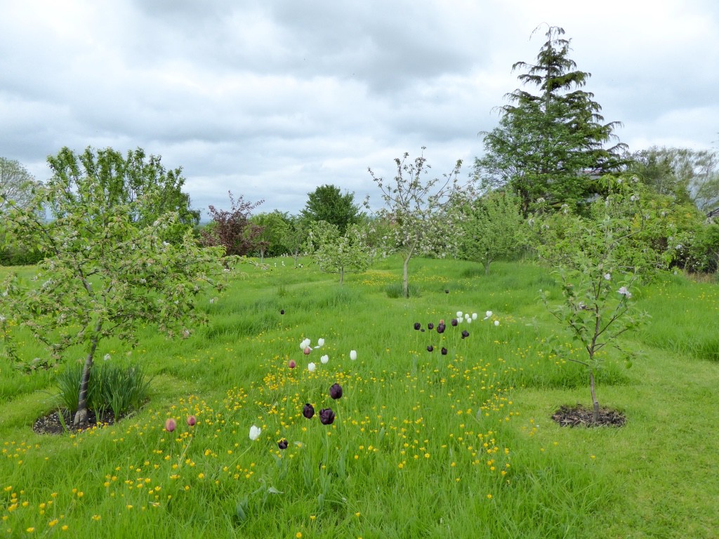 Grass meadow at Hillcrest Farm