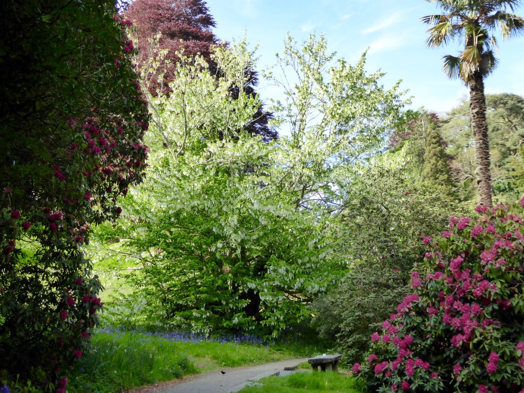 A magnificent Davidia Involucrata with an equally magnificent copper beach behind it