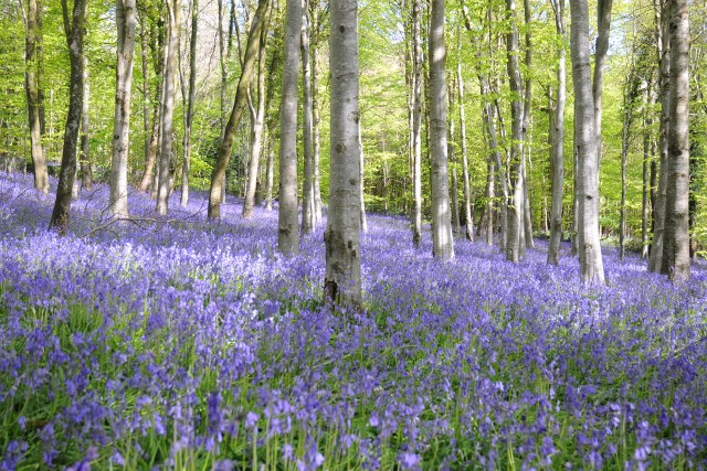 Bluebell woods