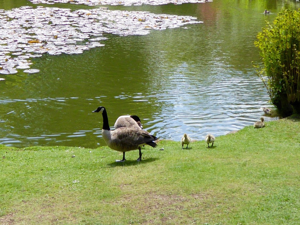 Geese and goslings