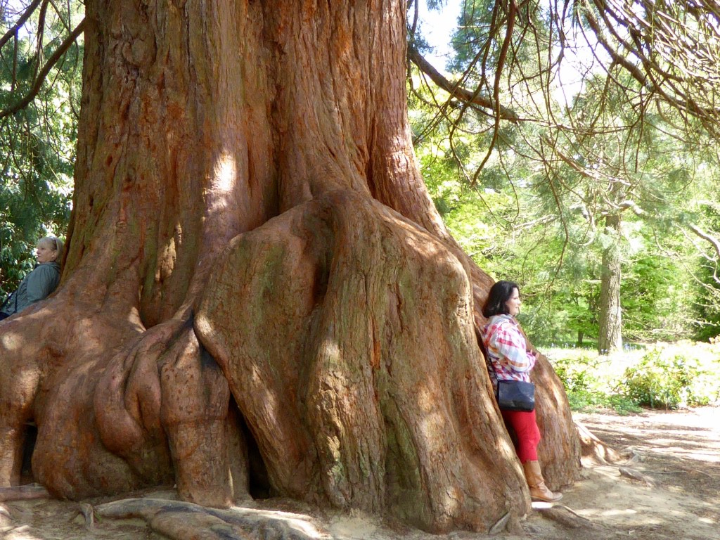 Some of the ancient trees